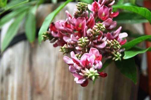 怎么辨别香花崖豆藤, 香花崖豆藤图片